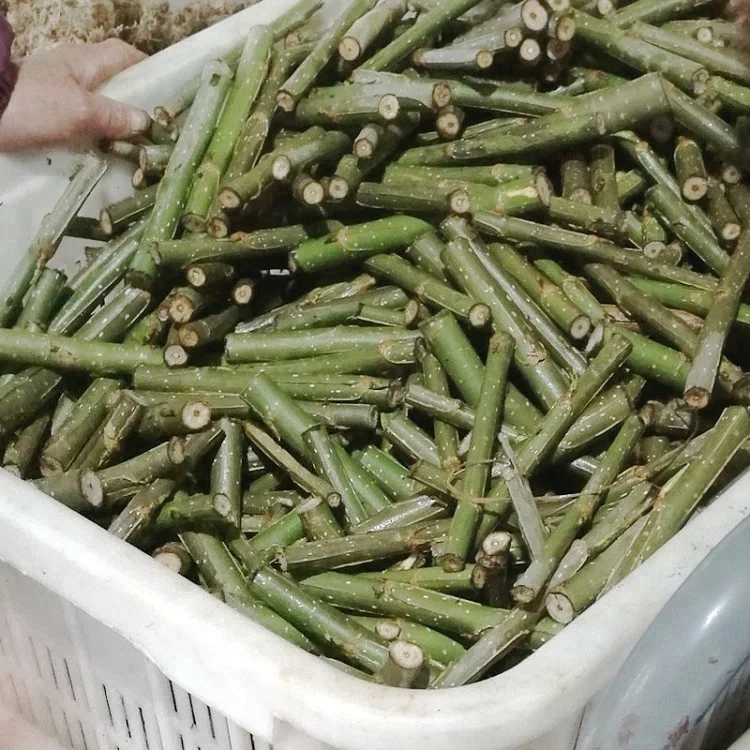 
chinese cheaper fast growth no catkin Alamo tree seedling trunk cut for planting 