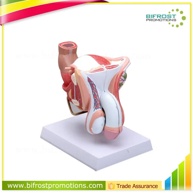 Biological Teaching Aids Human Body Male Genital Organs Model
