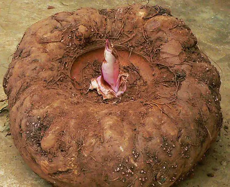 Konjac Dietary Fiber Powder