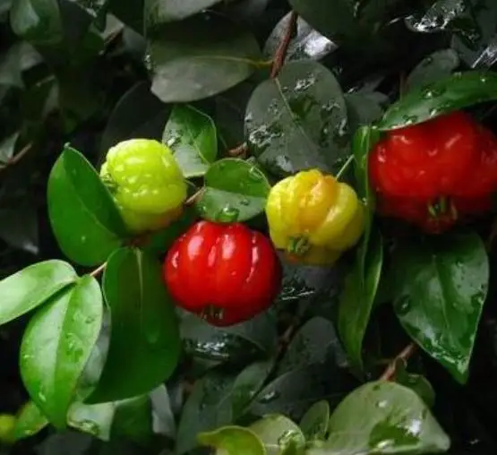 Новая поставка, Eugenia uniflora, Детские Растения для посадки