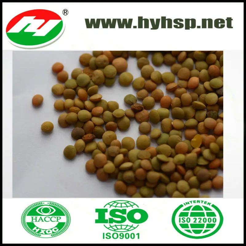 New Crop bulk Green Lentils