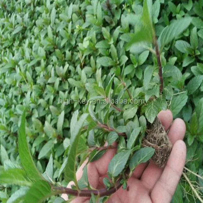 
S021 hu jiao bo he High quality peppermint seed for planting 