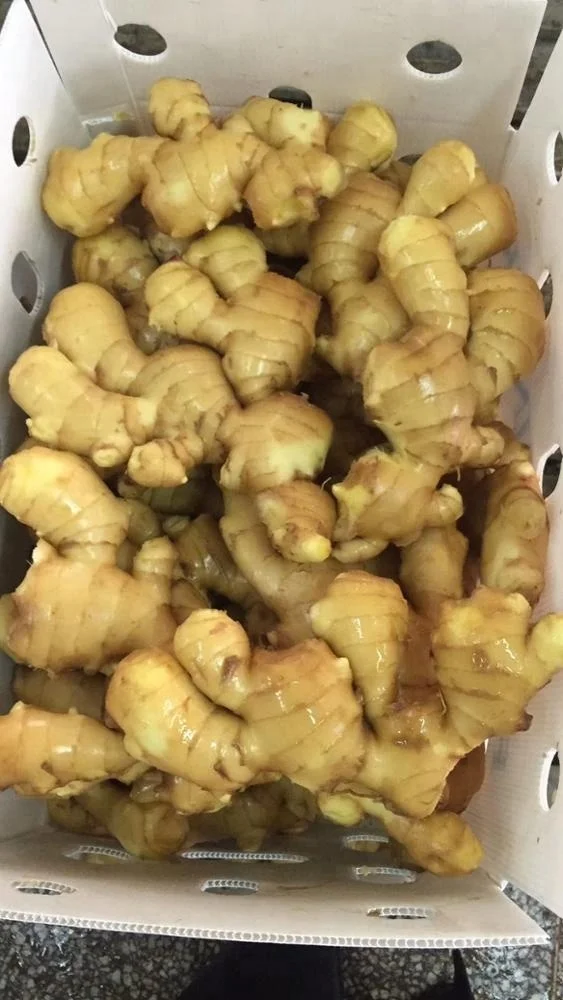 
Chinese Organic Fresh Ginger Price 