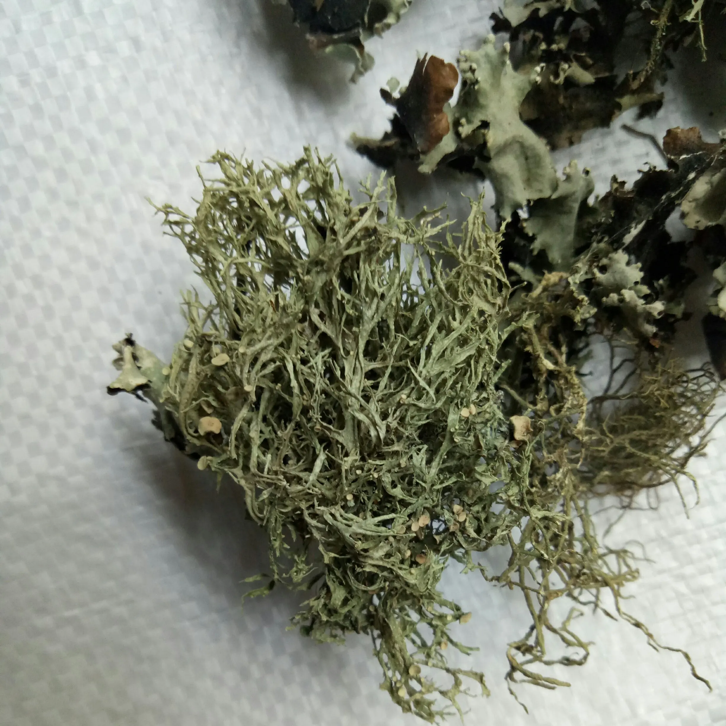 Сырье Ши Хуа, натуральное сухое цельное растение для здорового питания, Parmelia saxatilis