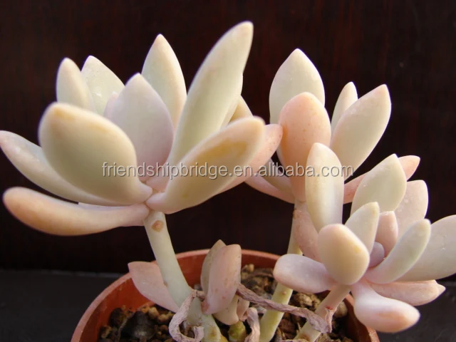 Розовые суккуленты xPachyveria, пуховые суккуленты, бонсай, большое количество для продажи