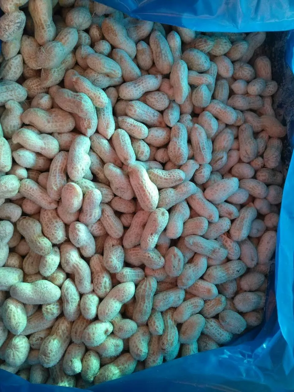 Frozen Products IQF Vegetable Experienced Pass KOSHER ShanDong Clear Frozen Peanut