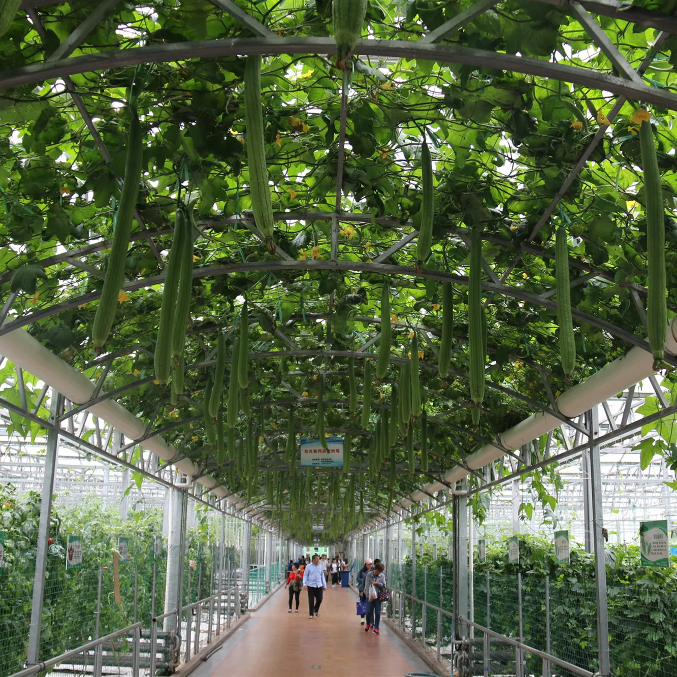 Greenhouse Hydroponics for Leafy/Fruit Vegetables for Agriculture/Modern High-tech Farming