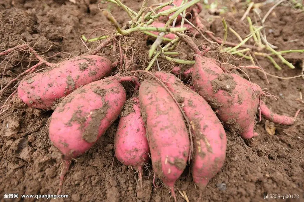 Rotary drum vegetable cleaning machine  / root vegetable washing and peeling production line