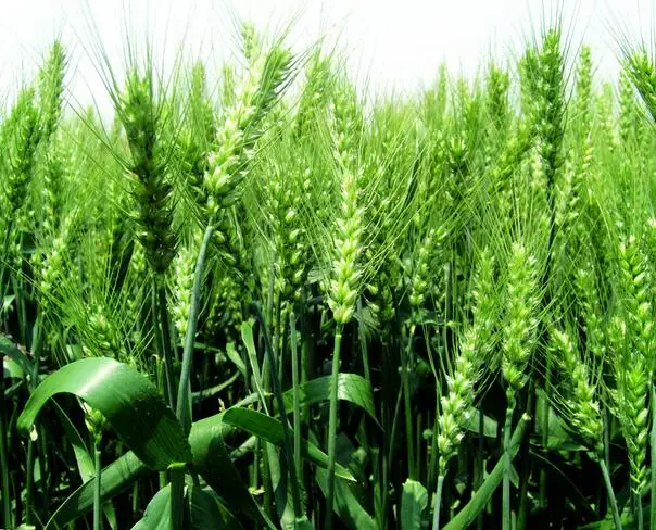 
Food/USP Grade NON-GMO Organic Pea Protein powder 