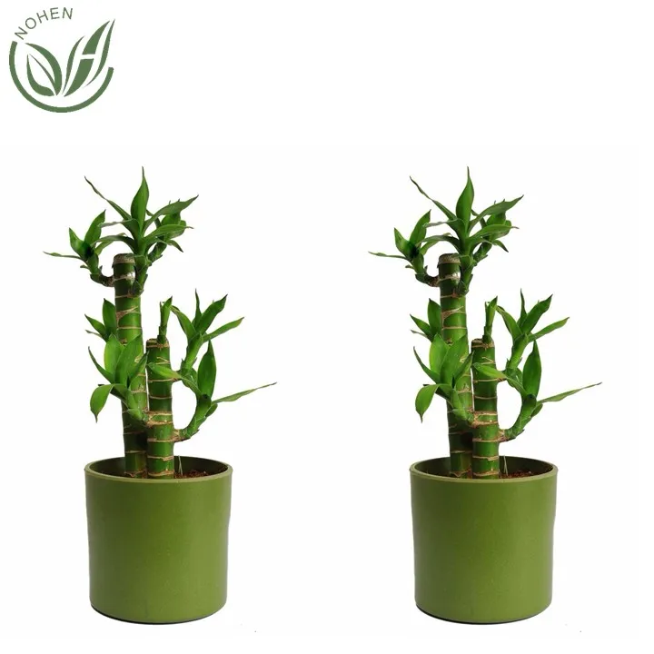 Оптовая продажа, комнатное миниатюрное Оригинальное украшение drcaena, бамбуковое растение на удачу, спираль, прямая башня, бамбуковые растения на удачу