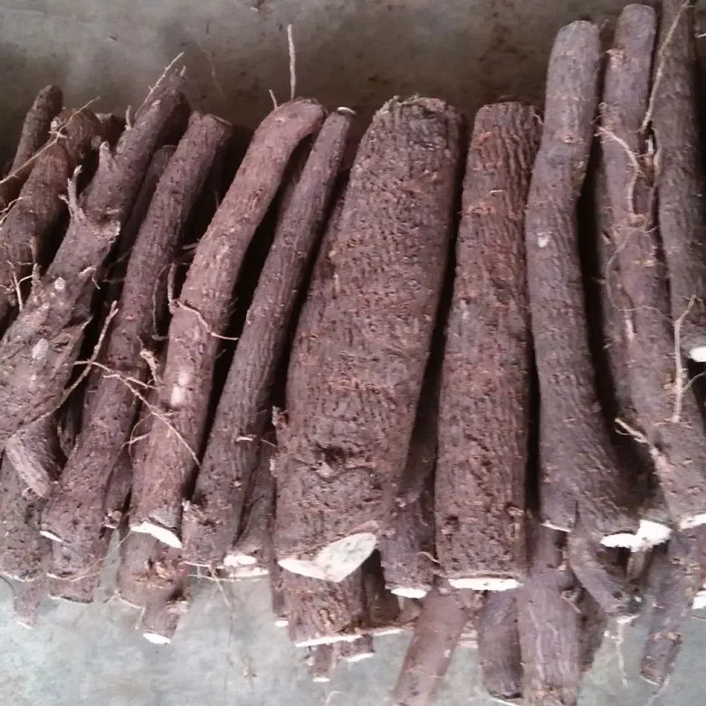 Корень павловнии томентузы для посадки