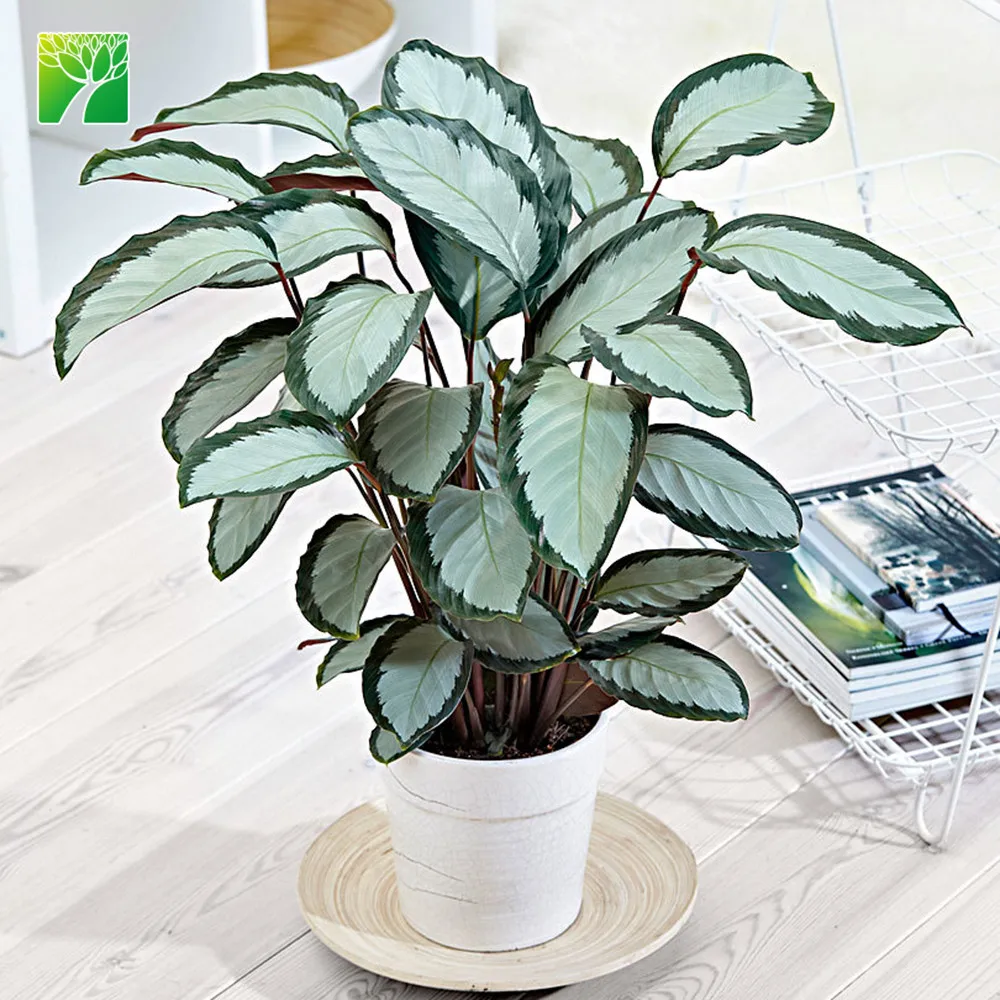 
Частичное солнце 80-100 см рост роста Живое украшение листва растение Calathea Marion Calathea picturata 