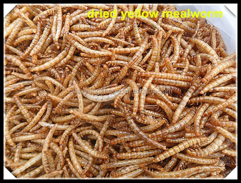 
Rich Nutrition Poultry Food Mealworms Dried for Hen Feed 