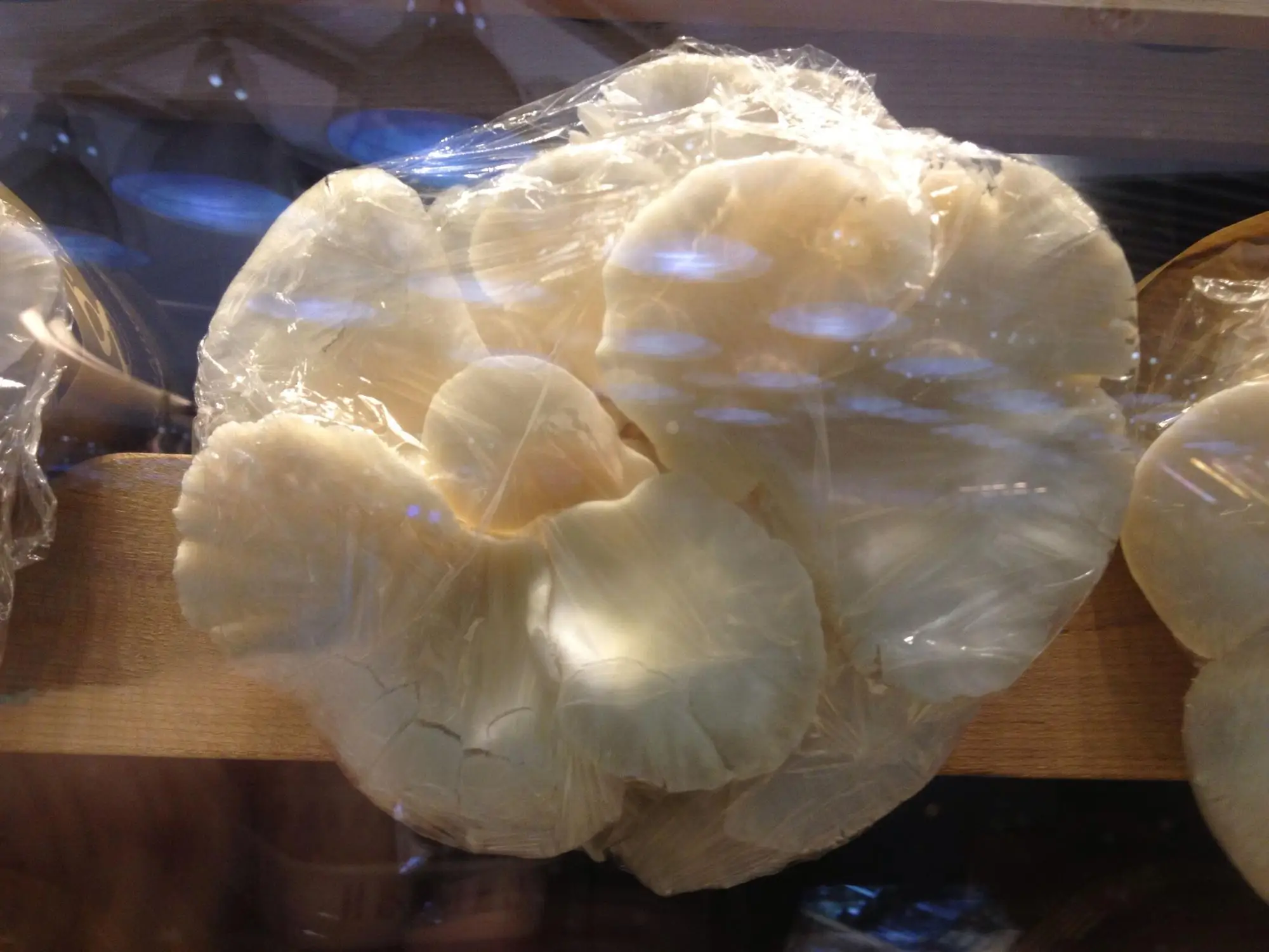 
Detan Oyster Mushroom Bag 