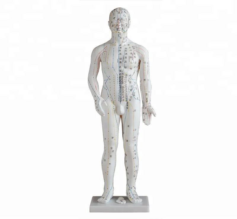 70CM Chinese Anatomy  Medical Acupuncture Model