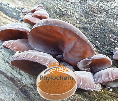 
30% Polysaccharides Black Fungus Extract Auricularia Polytricha Extract 