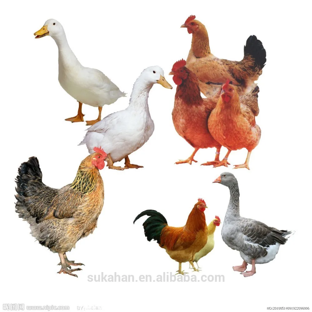 
Growth promoting probiotic/ Feed supplement/ Feed additives for poultry birds 