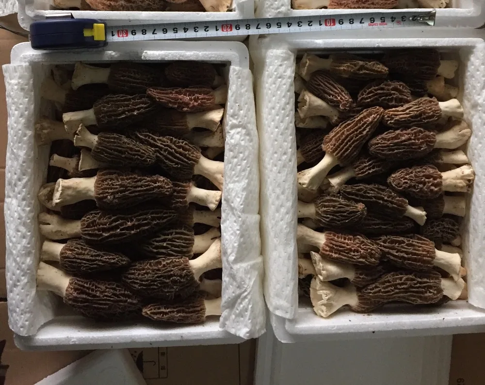 Detan Fresh Morchella Mushroom Production Price