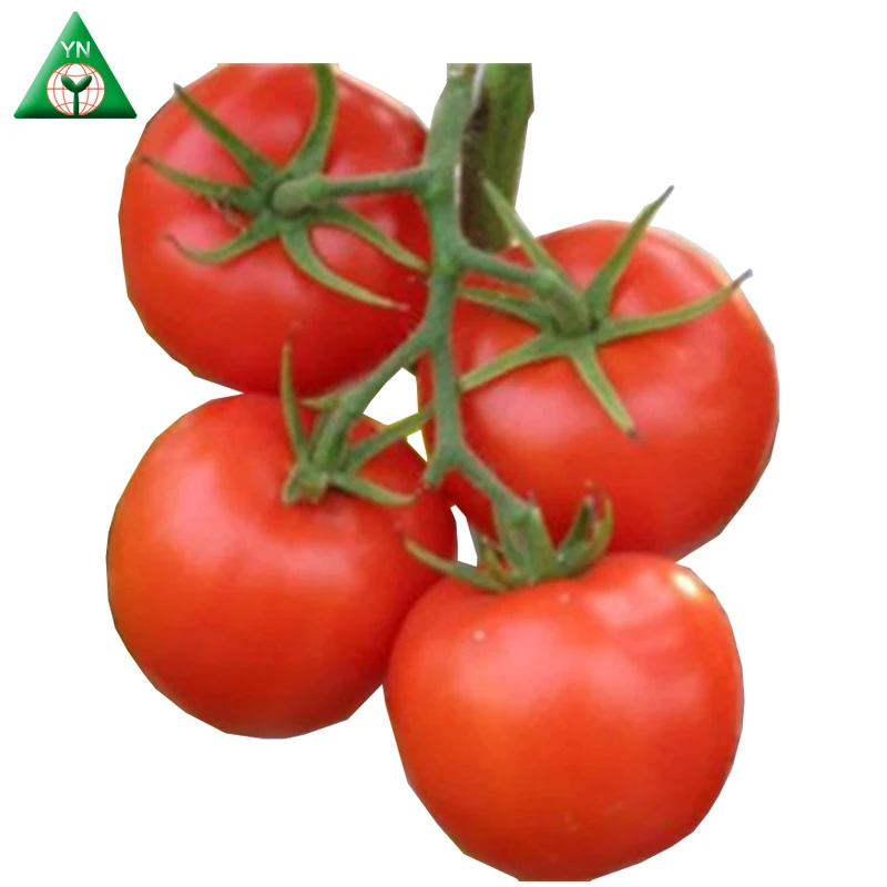 
Hybrid Indeterminate Round Shape Tomato Seed F1 