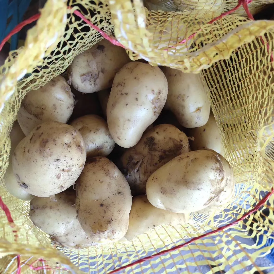 Original Fresh Potato for Export