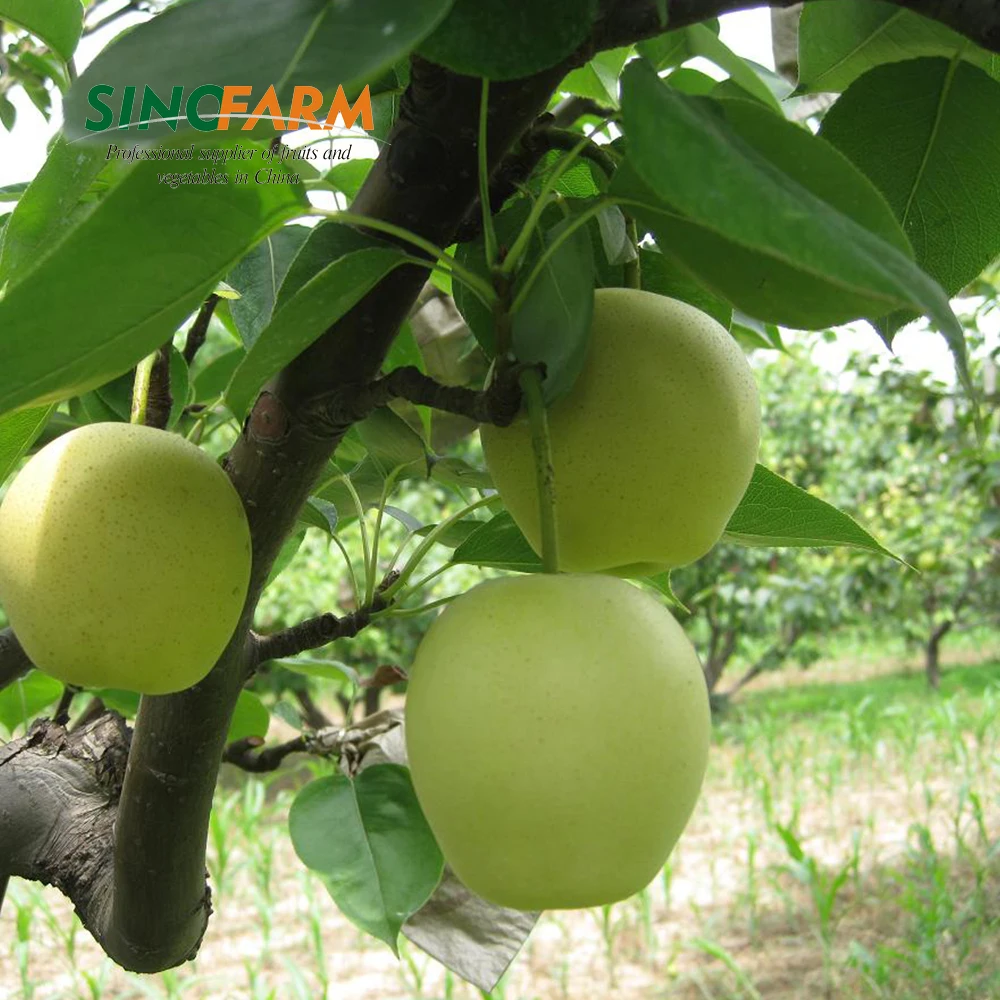 New crop nashi fragrant pear for european marktet