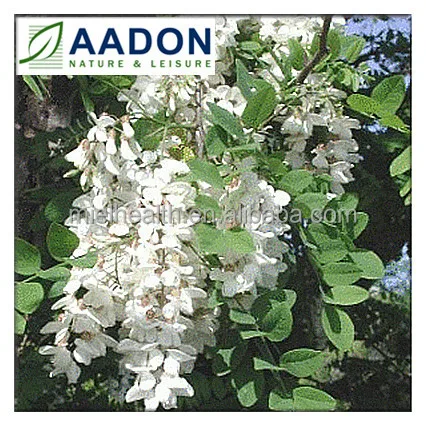 CHINESE ACACIA Honey