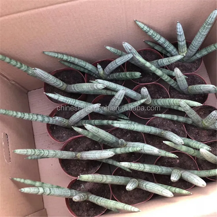 
Sansevieria Trifasciata,Sansevieria Surpeba, Sansevieria laurentii 