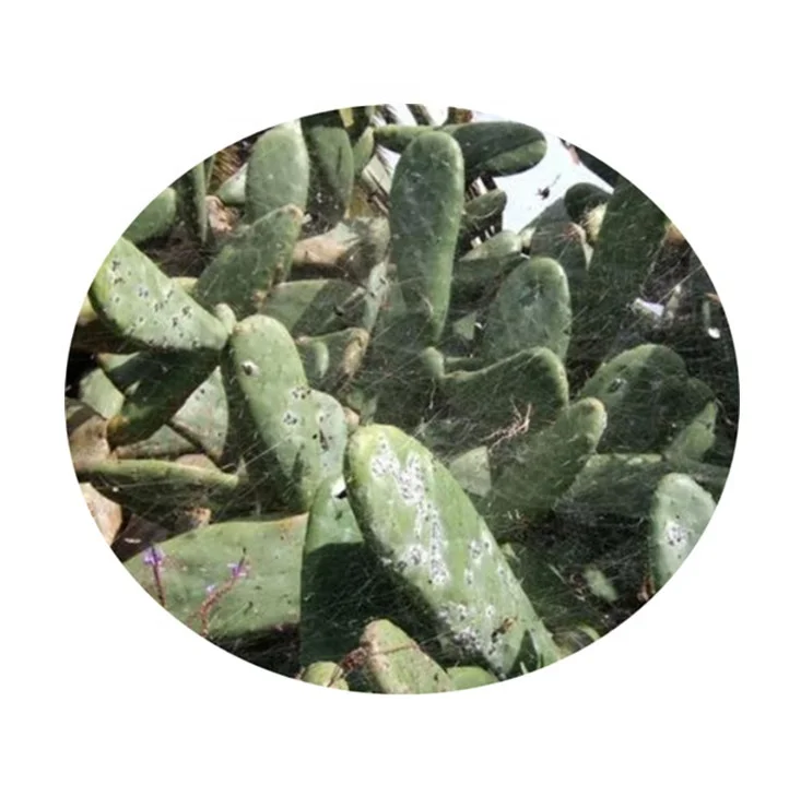 Top Quality Cochineal Red Extract Powder Carmine Food Dye with MOQ 1KG