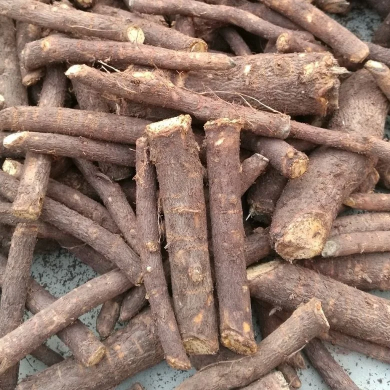 
China fast grow cold resistant 99% germinate paulownia 9501 seed plants for growing 