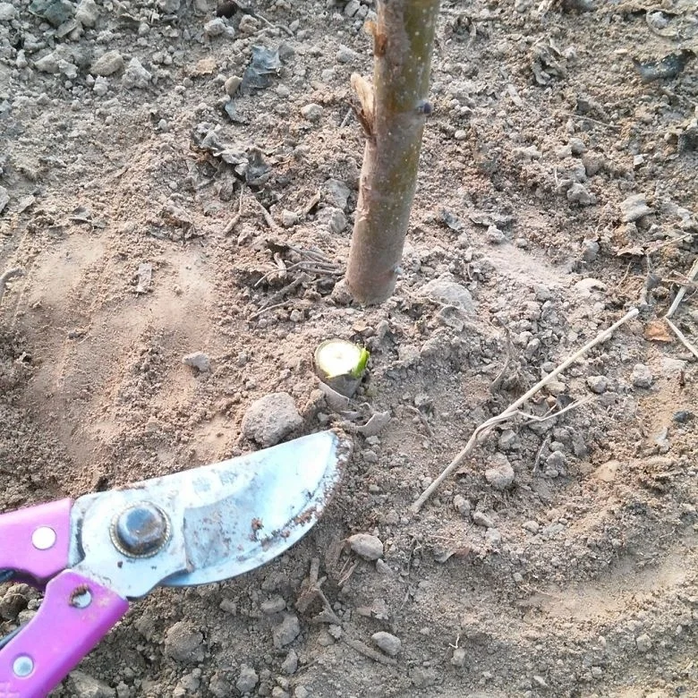 
Pao tong cold resistant fast grow timber use shan tong hybrid paulownia 9501roots for growing 