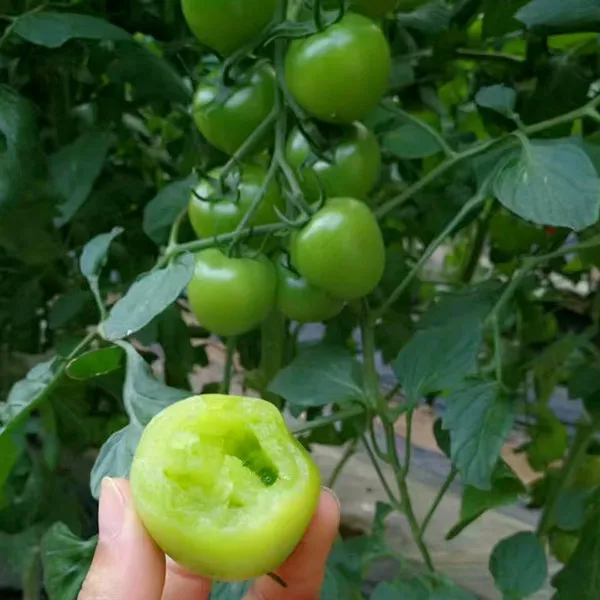 
Green pearl F1 Green cherry small tomato seeds 