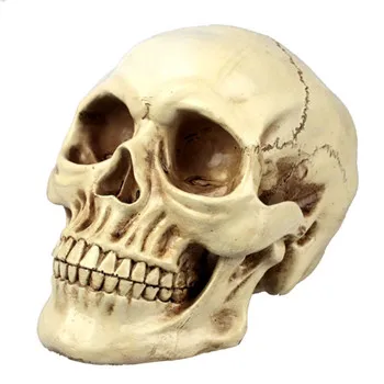 
Polyresin skull 