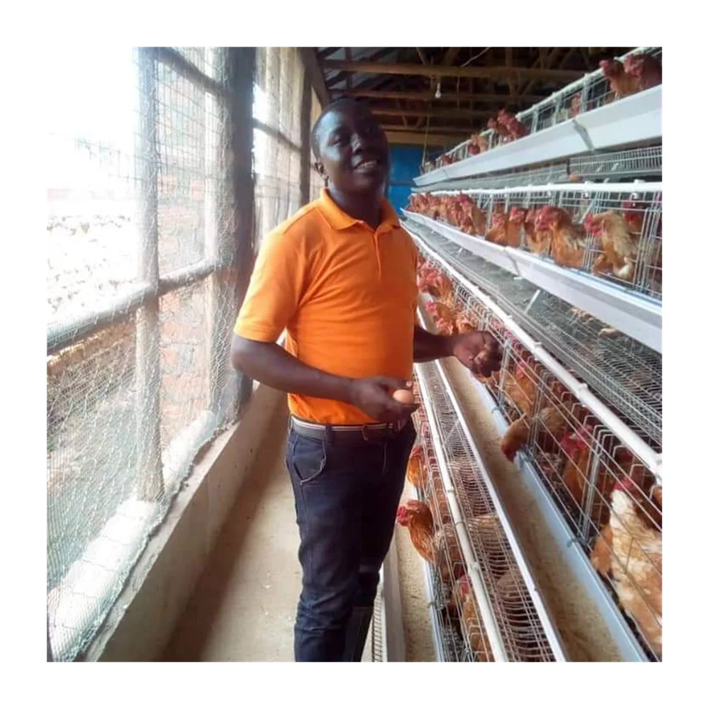 saudi arabia poultry farming chicken cage for sale