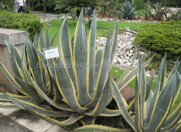
Natural plants Agave americana var marginta for sale 
