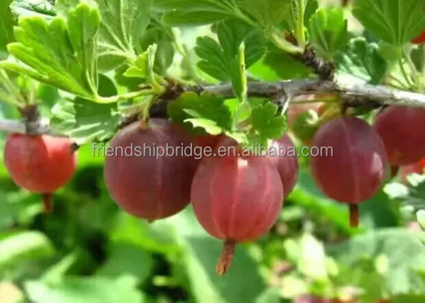 
Gooseberry fruit Seedling (Ribes reclinatum) 