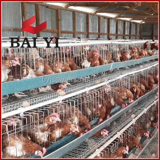 Modern Chicken Cage Farm Design