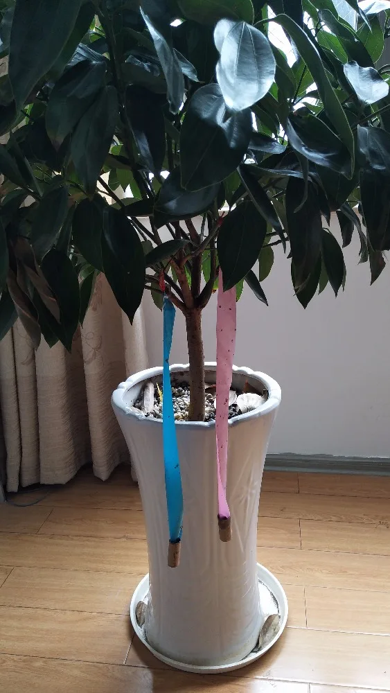 BSTW BV Certififcation Wholesale stickynon toxic fly trap