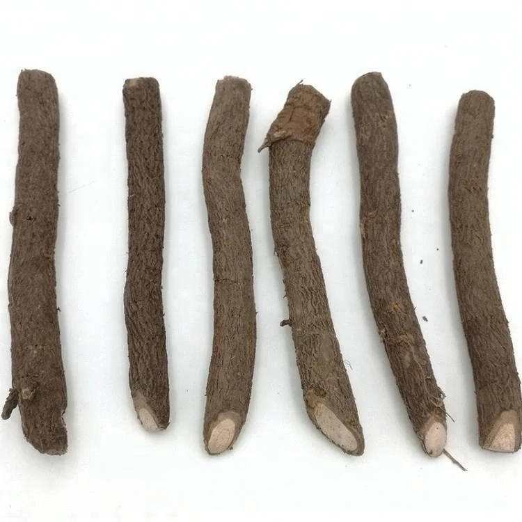 
fast grow Pao tong shantong elongata paulownia hybrid fortunei x tomentosa hybrid cut root for planting 