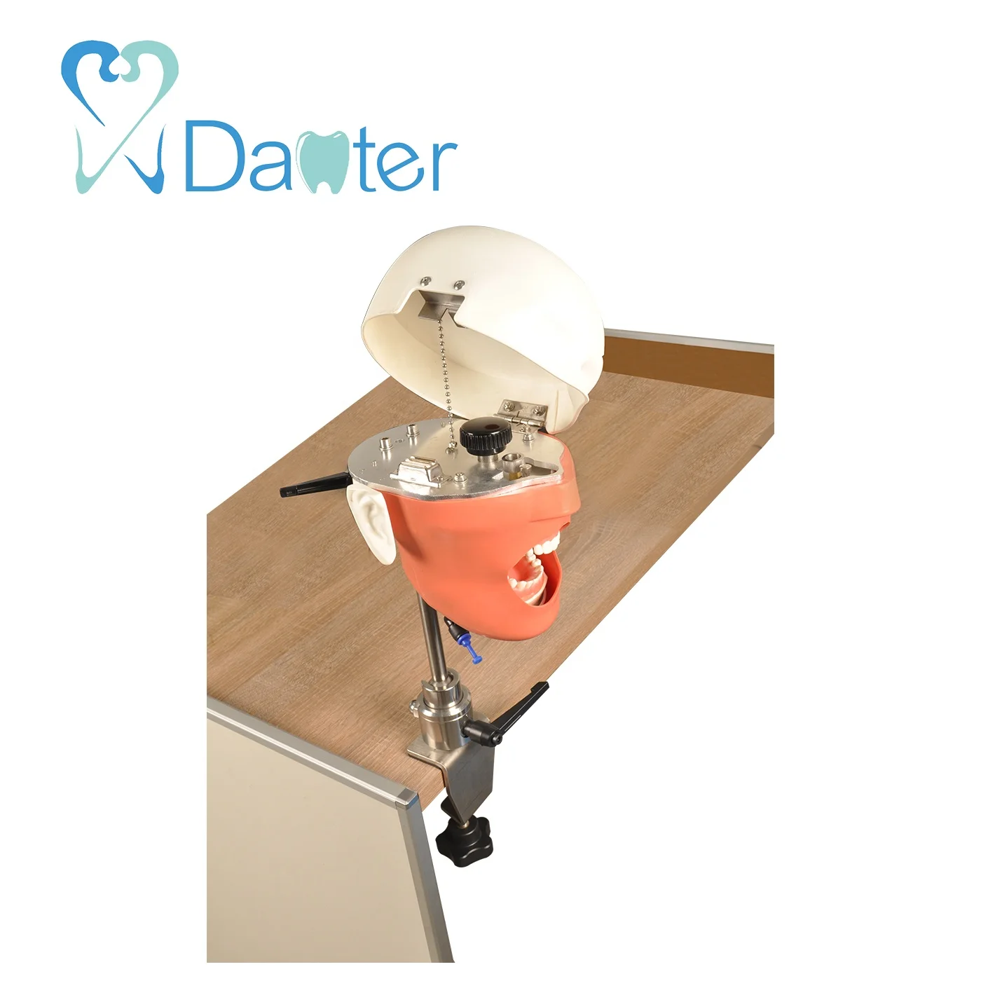 2018 High Quality Bench Mounted Phantom Head  Model Simple Manikin Kit for Dentist Education