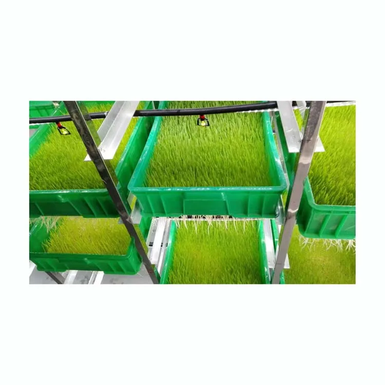 cow farm large hydroponic fodder system for growing barley bean garlic