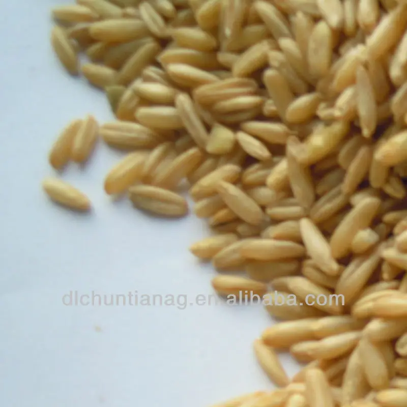 rolled oat  oatmeal