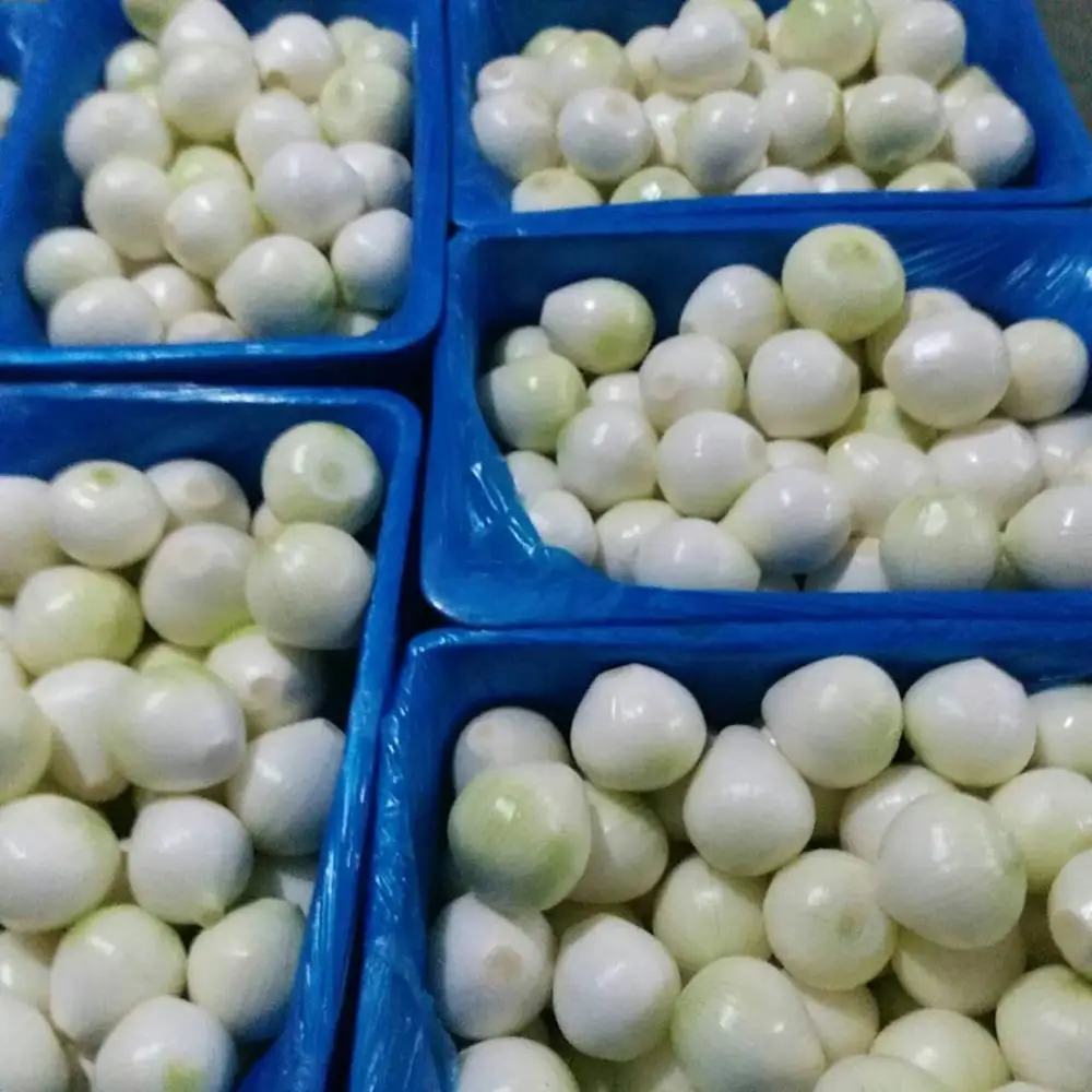 For eating or wholesale New Crop Fresh Yellow onion