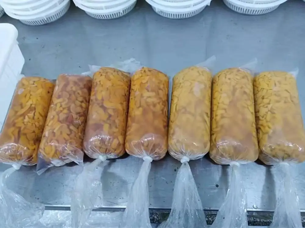 
Japan Sea urchin of the genus Echinus 