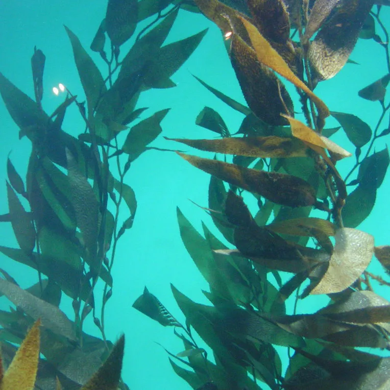 HuminRich Seplus Alginic Acid 15% 17% 19% Seaweed Extract Fertilizer Powder for Soil Application