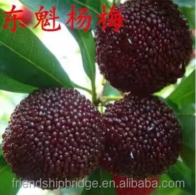 High quality Myrica Rubra Waxberry Tree Seedlings