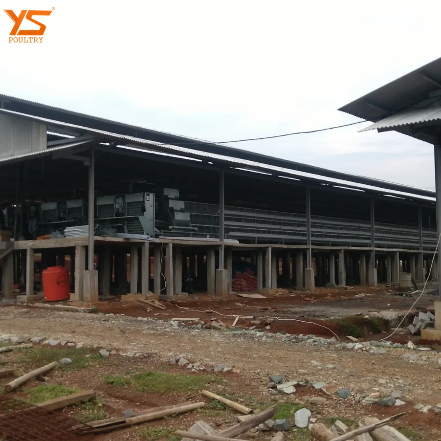 Automatic A Type Chicken Cage for 10000 Layer/Broiler/Pullet Chicken