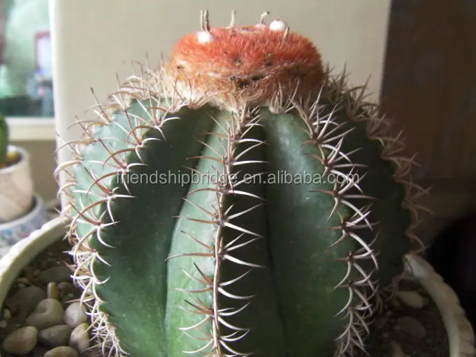 
 Оптовая продажа, мелокактус amoelnus Cactus  