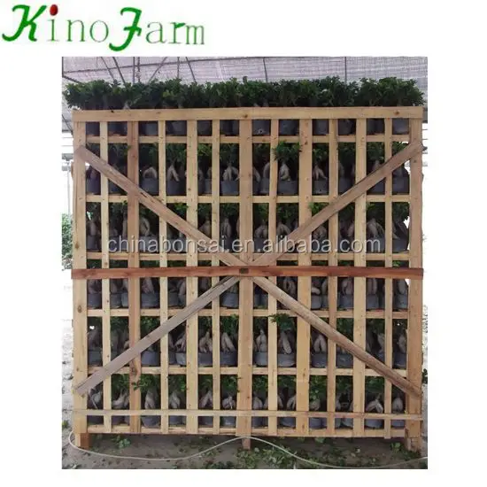 Декоративные растения хорошей формы для дома и улицы, женьшень фикус бонсай