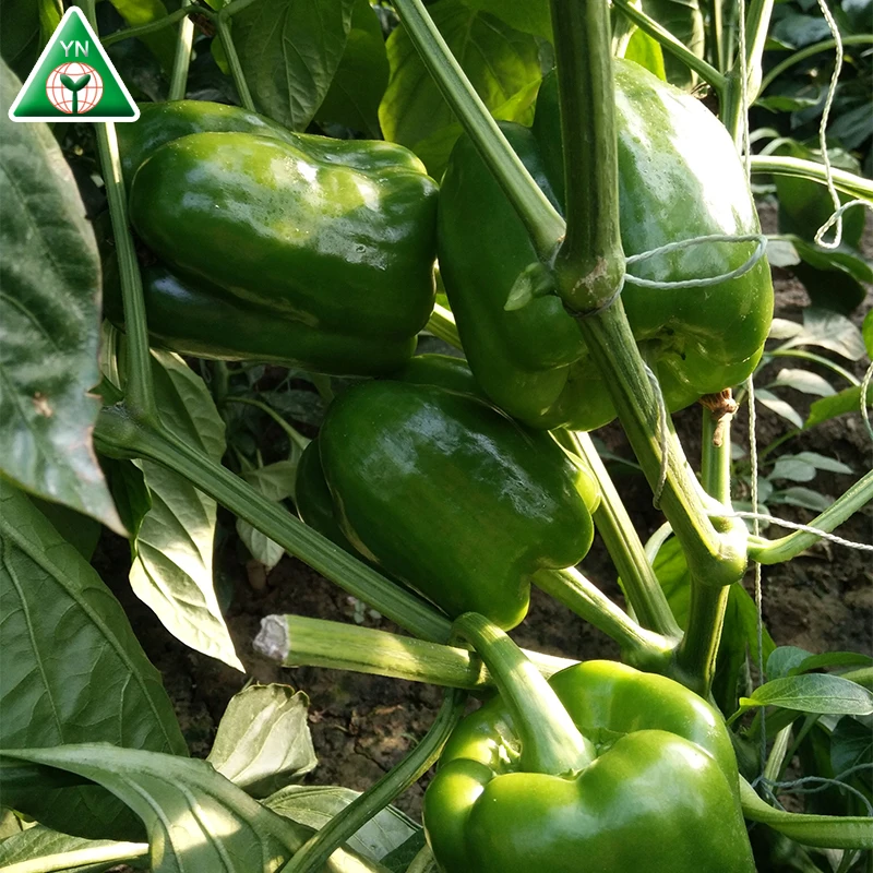 
Long sweet pepper seeds Blanche F1 for sale 