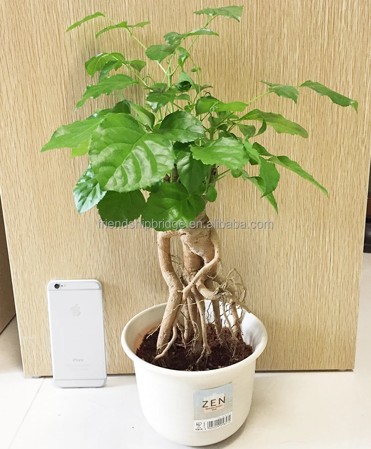 
Корень пряника radermacera hainanensis 